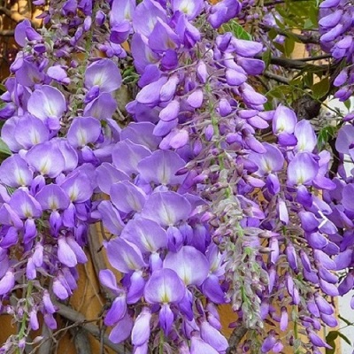 fleur de glycine